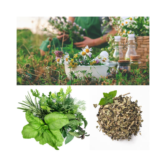 The Ultimate Medicinal Herbs Collection- Grimoire Printable